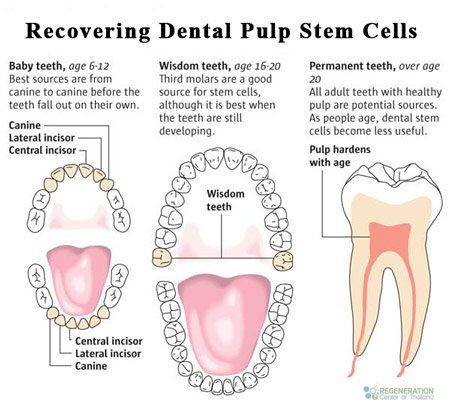 source-dental-stem-cells