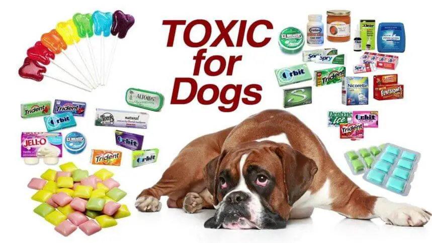 Is Xylitol Toxic To Dogs? - Side Effects and Symptoms - DentalsReview
