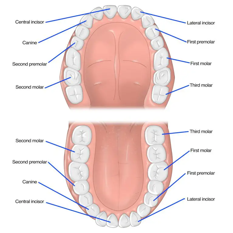 Top Teeth Infront Why Do I Have Large Front Teeth? Understanding the Causes and Solutions ...