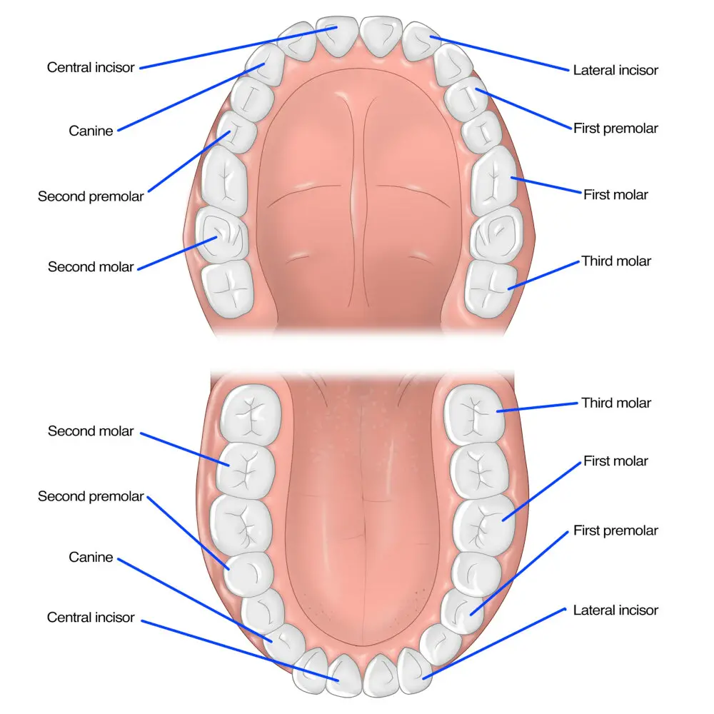 Tooth diagram